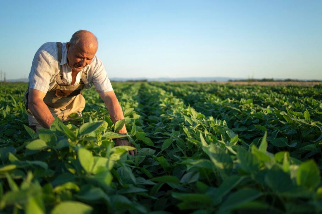 Contabilidade Agronegócio no Pará: Conheça as soluções da North Conta para o seu negócio